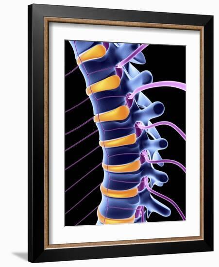 Spine And Spinal Nerves,computer Artwork-PASIEKA-Framed Photographic Print