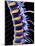 Spine And Spinal Nerves,computer Artwork-PASIEKA-Mounted Photographic Print