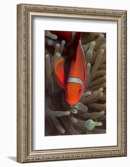 Spine-Cheek Anemonefish (Premnas Biaculeatus), Queensland, Australia, Pacific-Louise Murray-Framed Photographic Print