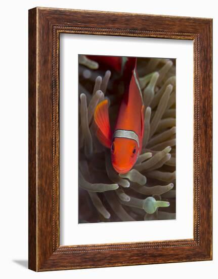 Spine-Cheek Anemonefish (Premnas Biaculeatus), Queensland, Australia, Pacific-Louise Murray-Framed Photographic Print