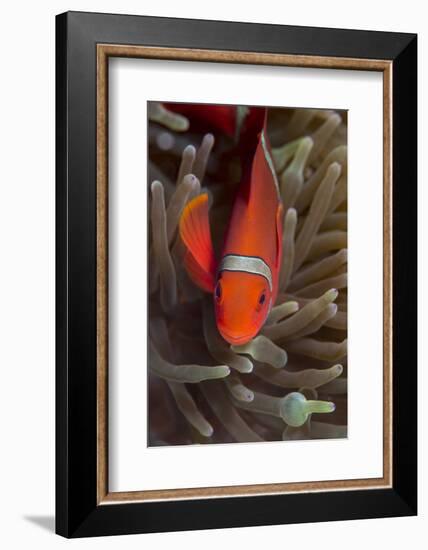 Spine-Cheek Anemonefish (Premnas Biaculeatus), Queensland, Australia, Pacific-Louise Murray-Framed Photographic Print