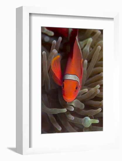 Spine-Cheek Anemonefish (Premnas Biaculeatus), Queensland, Australia, Pacific-Louise Murray-Framed Photographic Print