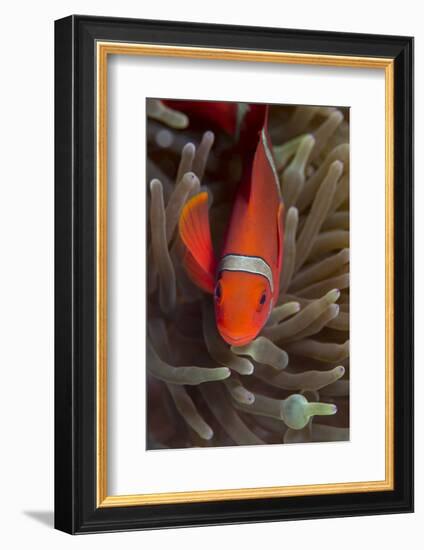 Spine-Cheek Anemonefish (Premnas Biaculeatus), Queensland, Australia, Pacific-Louise Murray-Framed Photographic Print