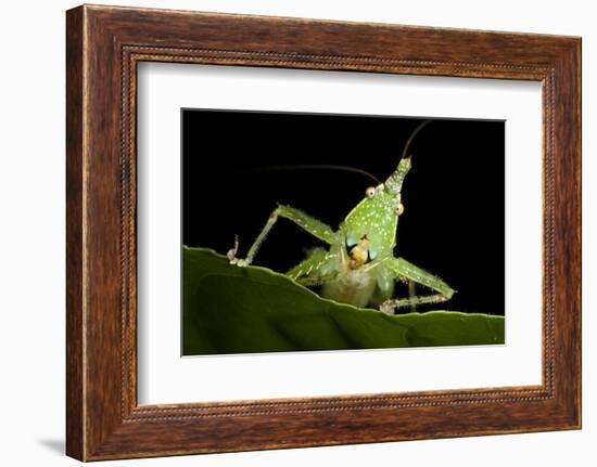 Spine-Headed Katydid Nymph, Yasuni NP, Amazon Rainforest, Ecuador-Pete Oxford-Framed Photographic Print