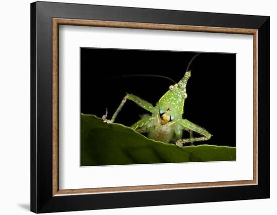 Spine-Headed Katydid Nymph, Yasuni NP, Amazon Rainforest, Ecuador-Pete Oxford-Framed Photographic Print