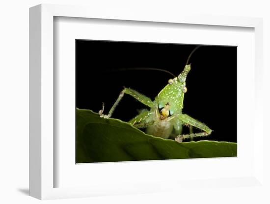 Spine-Headed Katydid Nymph, Yasuni NP, Amazon Rainforest, Ecuador-Pete Oxford-Framed Photographic Print