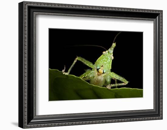 Spine-Headed Katydid Nymph, Yasuni NP, Amazon Rainforest, Ecuador-Pete Oxford-Framed Photographic Print