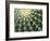 Spine Pattern Detail of Golden Barrel, Cactaceae of Central Mexico-Brent Bergherm-Framed Photographic Print