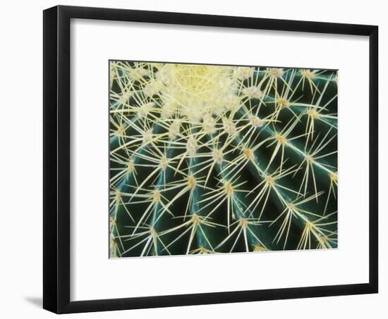 Spine Pattern Detail of Golden Barrel, Cactaceae of Central Mexico-Brent Bergherm-Framed Photographic Print