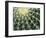 Spine Pattern Detail of Golden Barrel, Cactaceae of Central Mexico-Brent Bergherm-Framed Photographic Print