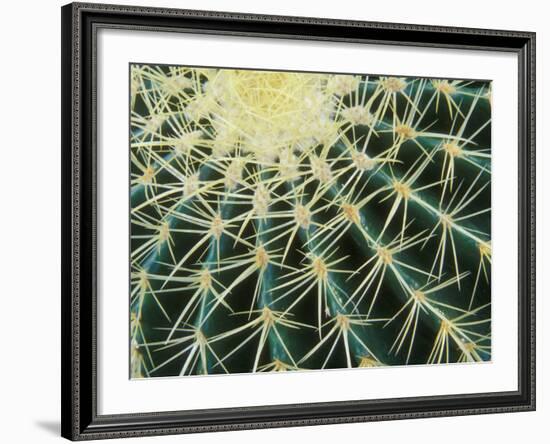 Spine Pattern Detail of Golden Barrel, Cactaceae of Central Mexico-Brent Bergherm-Framed Photographic Print