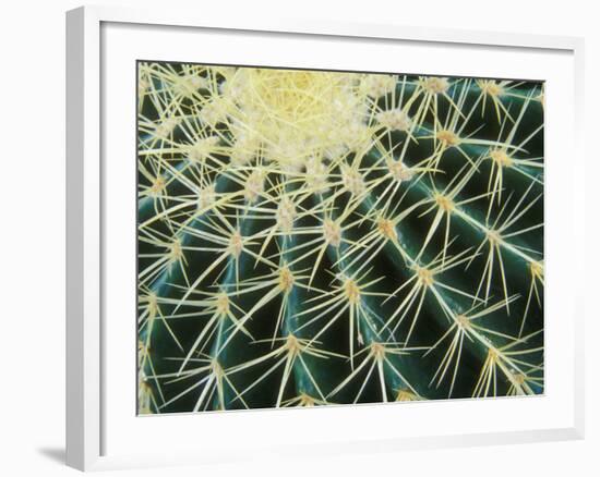 Spine Pattern Detail of Golden Barrel, Cactaceae of Central Mexico-Brent Bergherm-Framed Photographic Print