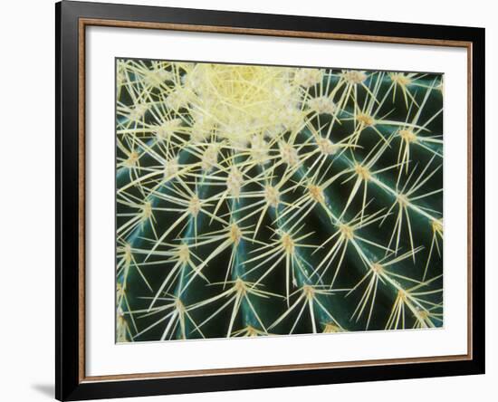 Spine Pattern Detail of Golden Barrel, Cactaceae of Central Mexico-Brent Bergherm-Framed Photographic Print