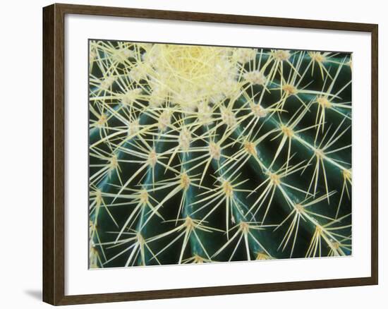 Spine Pattern Detail of Golden Barrel, Cactaceae of Central Mexico-Brent Bergherm-Framed Photographic Print