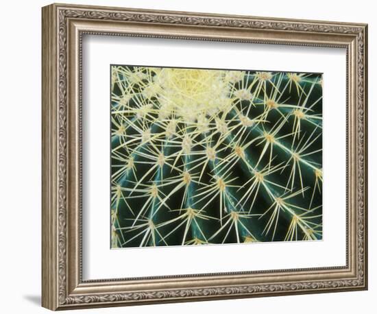 Spine Pattern Detail of Golden Barrel, Cactaceae of Central Mexico-Brent Bergherm-Framed Photographic Print