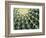 Spine Pattern Detail of Golden Barrel, Cactaceae of Central Mexico-Brent Bergherm-Framed Photographic Print