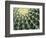 Spine Pattern Detail of Golden Barrel, Cactaceae of Central Mexico-Brent Bergherm-Framed Photographic Print