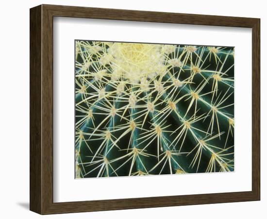 Spine Pattern Detail of Golden Barrel, Cactaceae of Central Mexico-Brent Bergherm-Framed Photographic Print