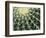 Spine Pattern Detail of Golden Barrel, Cactaceae of Central Mexico-Brent Bergherm-Framed Photographic Print