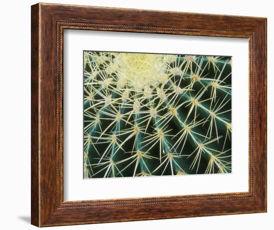 Spine Pattern Detail of Golden Barrel, Cactaceae of Central Mexico-Brent Bergherm-Framed Photographic Print