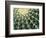 Spine Pattern Detail of Golden Barrel, Cactaceae of Central Mexico-Brent Bergherm-Framed Photographic Print