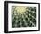 Spine Pattern Detail of Golden Barrel, Cactaceae of Central Mexico-Brent Bergherm-Framed Photographic Print