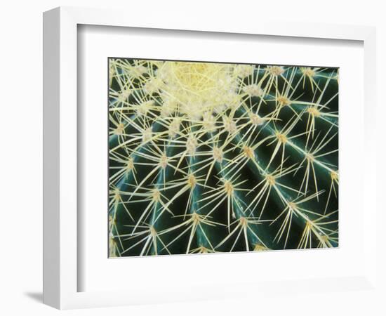 Spine Pattern Detail of Golden Barrel, Cactaceae of Central Mexico-Brent Bergherm-Framed Photographic Print