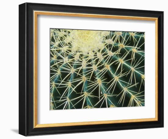 Spine Pattern Detail of Golden Barrel, Cactaceae of Central Mexico-Brent Bergherm-Framed Photographic Print