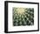 Spine Pattern Detail of Golden Barrel, Cactaceae of Central Mexico-Brent Bergherm-Framed Photographic Print