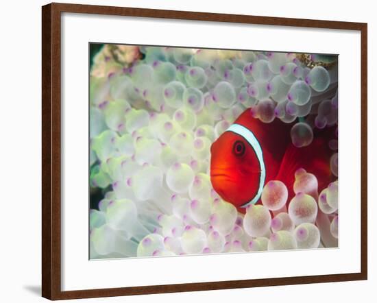 Spinecheek Anemonefish, Bulb-tipped Anemone, Great Barrier Reef, Papau New Guinea-Stuart Westmoreland-Framed Photographic Print