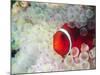 Spinecheek Anemonefish, Bulb-tipped Anemone, Great Barrier Reef, Papau New Guinea-Stuart Westmoreland-Mounted Photographic Print