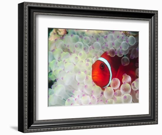 Spinecheek Anemonefish, Bulb-tipped Anemone, Great Barrier Reef, Papau New Guinea-Stuart Westmoreland-Framed Photographic Print