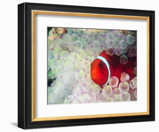 Spinecheek Anemonefish, Bulb-tipped Anemone, Great Barrier Reef, Papau New Guinea-Stuart Westmoreland-Framed Photographic Print