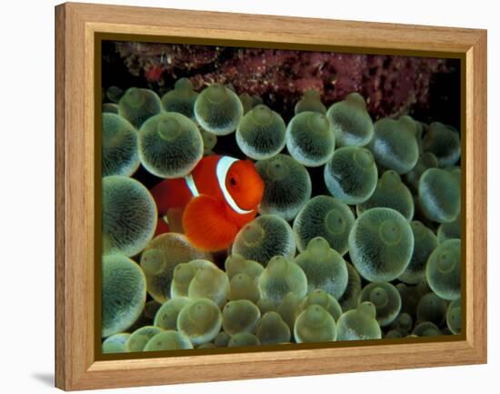 Spinecheek Anemonefish, Papua New Guinea-Michele Westmorland-Framed Premier Image Canvas