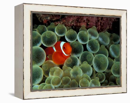 Spinecheek Anemonefish, Papua New Guinea-Michele Westmorland-Framed Premier Image Canvas