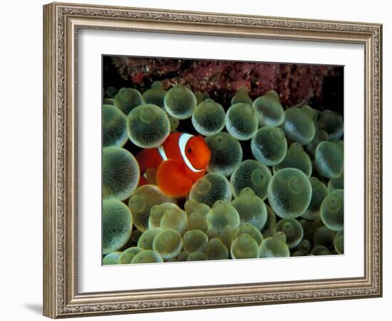 Spinecheek Anemonefish, Papua New Guinea-Michele Westmorland-Framed Photographic Print