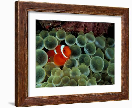 Spinecheek Anemonefish, Papua New Guinea-Michele Westmorland-Framed Photographic Print