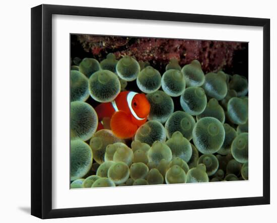 Spinecheek Anemonefish, Papua New Guinea-Michele Westmorland-Framed Photographic Print