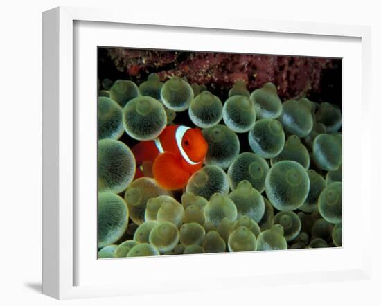 Spinecheek Anemonefish, Papua New Guinea-Michele Westmorland-Framed Photographic Print