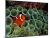 Spinecheek Anemonefish, Papua New Guinea-Michele Westmorland-Mounted Photographic Print