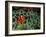 Spinecheek Anemonefish, Papua New Guinea-Michele Westmorland-Framed Photographic Print