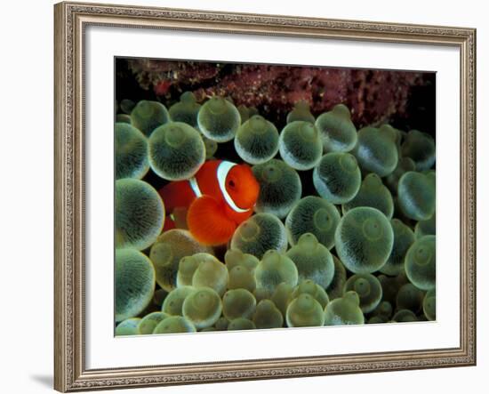 Spinecheek Anemonefish, Papua New Guinea-Michele Westmorland-Framed Photographic Print