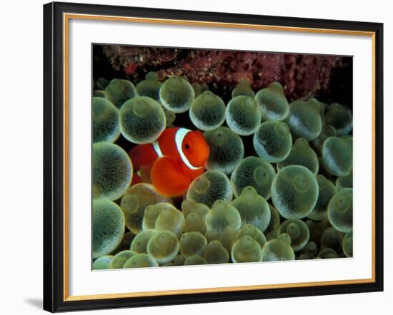 Spinecheek Anemonefish, Papua New Guinea-Michele Westmorland-Framed Photographic Print