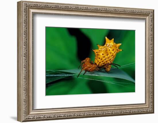 spined orbweaver spider on leaf, mexico-claudio contreras-Framed Photographic Print