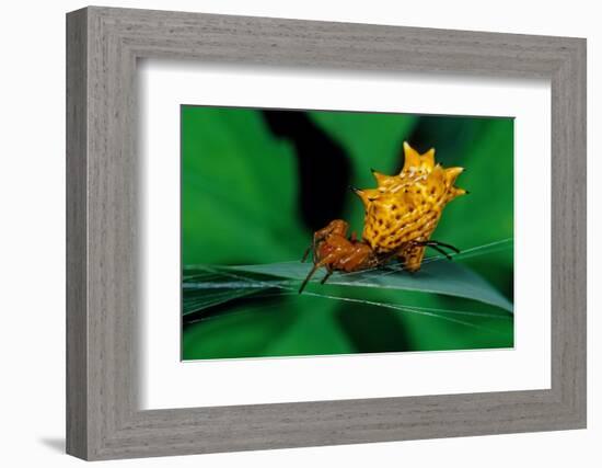 spined orbweaver spider on leaf, mexico-claudio contreras-Framed Photographic Print