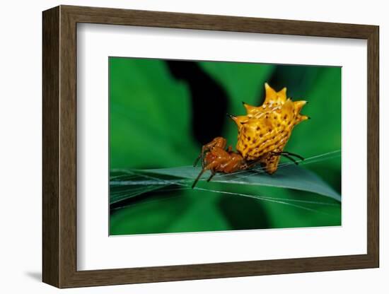 spined orbweaver spider on leaf, mexico-claudio contreras-Framed Photographic Print