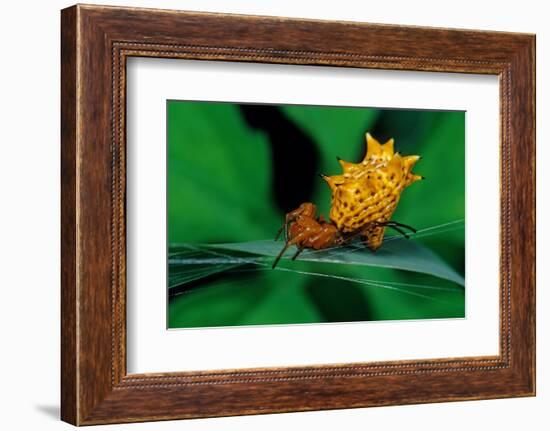 spined orbweaver spider on leaf, mexico-claudio contreras-Framed Photographic Print