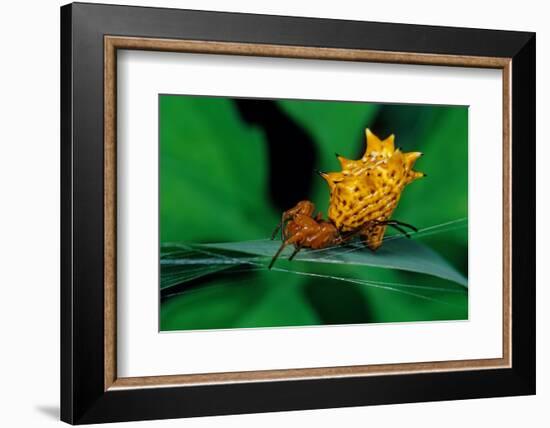 spined orbweaver spider on leaf, mexico-claudio contreras-Framed Photographic Print