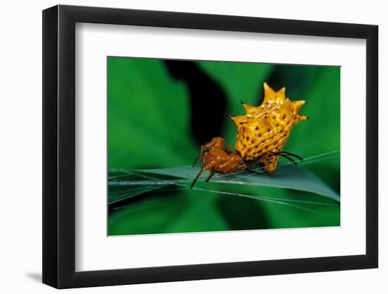 spined orbweaver spider on leaf, mexico-claudio contreras-Framed Photographic Print