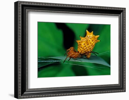 spined orbweaver spider on leaf, mexico-claudio contreras-Framed Photographic Print